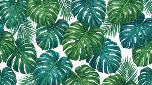 Emerald Monstera Paradise