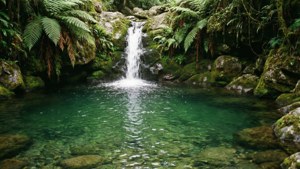 Emerald Pool Dominica