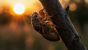 Emergence at Sunset