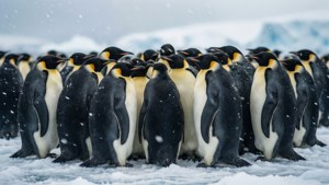 Emperor Penguin Colony