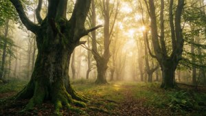 Enchanted Czech Forest