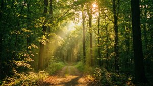 Enchanted Forest