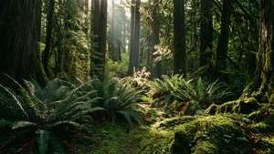 Enchanted Forest Light