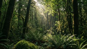 Enchanted Forest Light