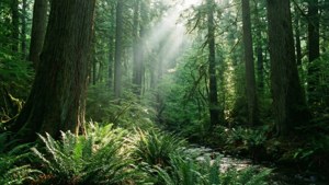 Enchanted Forest Light