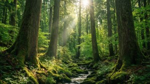 Enchanted Forest Sunlight