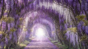 Enchanted Wisteria Tunnel