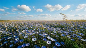 Endless Blue Field