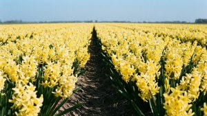 Endless Yellow Hyacinths