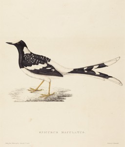 Enicurus Maculatus (Spotted Forktail)