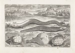 Enkele schildpadden en vissen op een oever