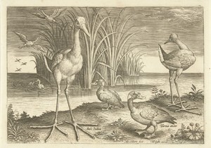 Enkele watervogels aan een oever
