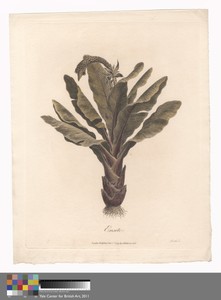 Ensete