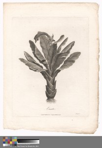 Ensete