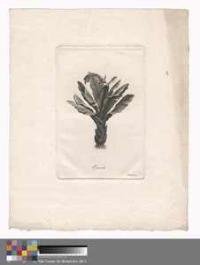 Ensete