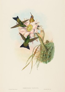 Eriocnemis vestitus (Glowing Puff-Leg)