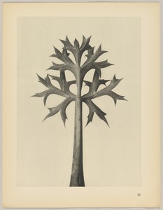 Eryngium Bourgatii