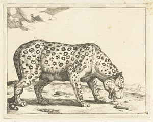 Etend luipaard