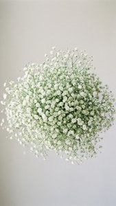 Ethereal Baby's Breath