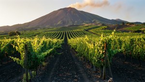 Etna Vineyard Sunset