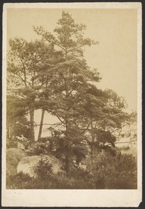 [Étude Arbres, Forêt de Fontainebleau]