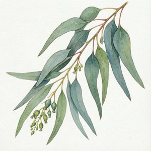 Eucalyptus Branches
