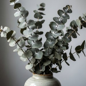 Eucalyptus Elegance