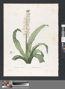 Eucomis Punctata, Plate 208 from Les Liliacées, volume 4, Paris, 1802-1816