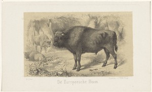 Europese bizon