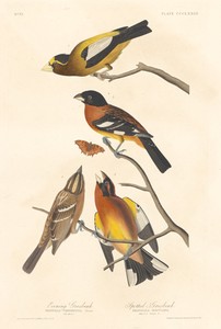 Evening Grosbeak and Spotted Grosbeak
