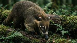 Explorer Coati