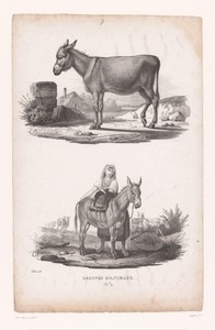 Ezel en herderin zadelt ezel