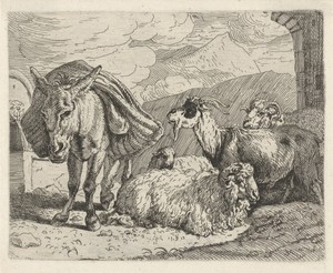 Ezel, schapen en een geit