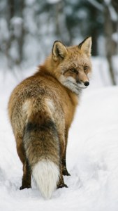 Ezo Fox in Snow
