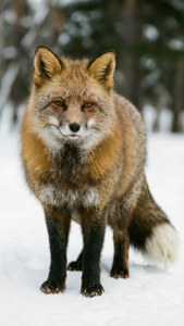 Ezo Fox in Winter