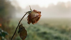 Fading Morning
