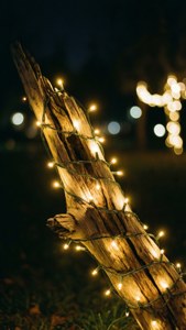Fairy Light Driftwood