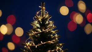 Fairy Light Tree