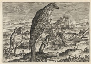 Falcon and Robin Redbreast or Redstart