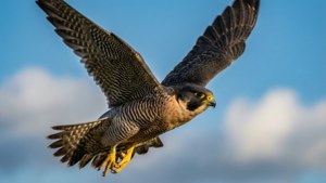 Falcon Dive