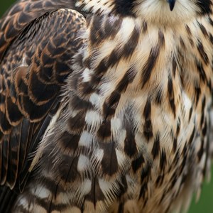 Falcon Feather Texture