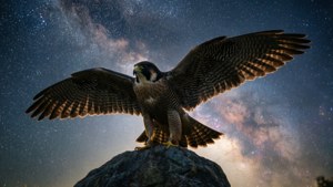 Falcon Under Stars
