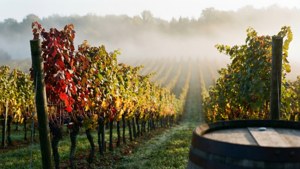 Fall Vineyard Morning