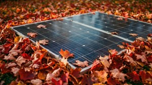 Fallen Leaves on Solar