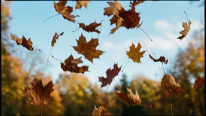 Falling Autumn Leaves