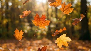 Falling Autumn Leaves