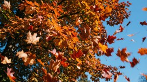 Falling Leaves Dance