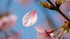 Falling Petal