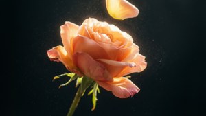 Falling Petal Rose