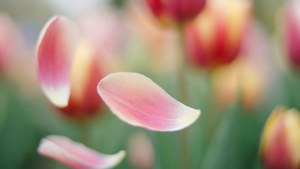 Falling Petals